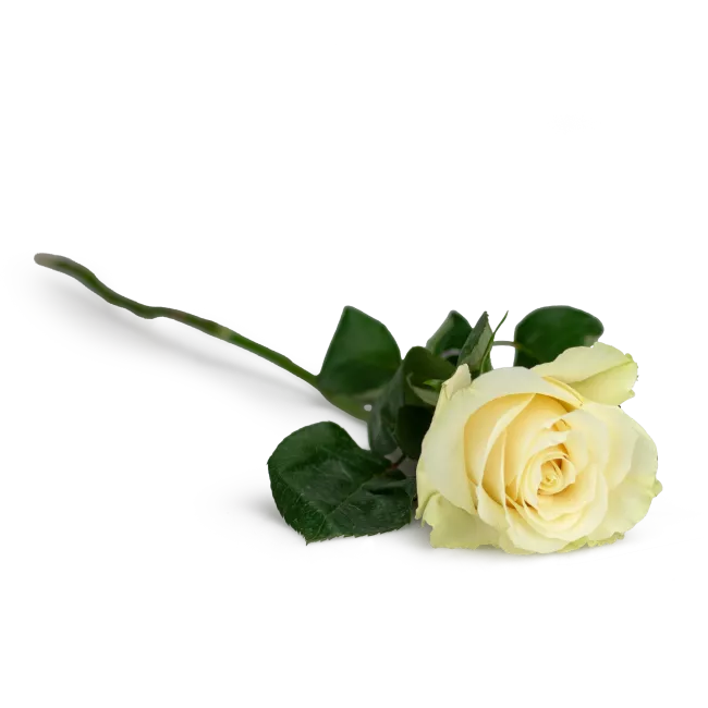 Kytice ekvádorských růží 80 cm